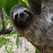 sloth sloth