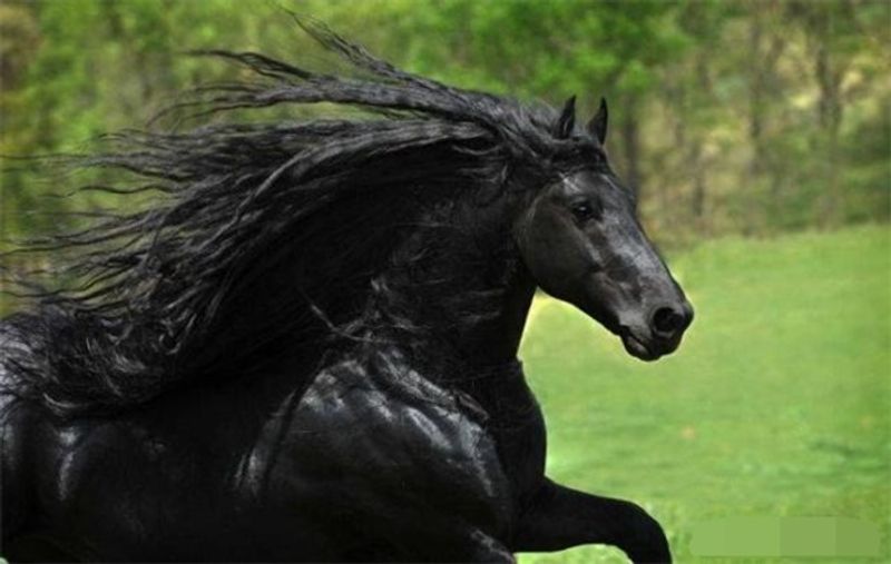 飛馬流星 世界上最漂亮的馬顛覆你的三觀 飞马流星discussions Taptap 飞马流星group