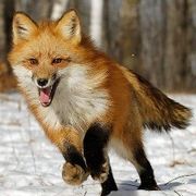 Szabolcs_Fox