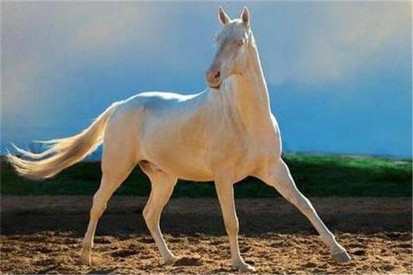 Самые Красивые Белые Лошади В Мире